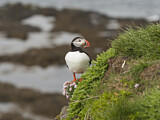 Image. Atlantic Puffin