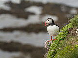 Image. Atlantic Puffin