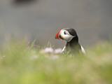 Image. Atlantic Puffin