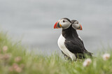 Image. Atlantic Puffin