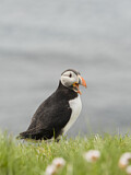 Image. Atlantic Puffin