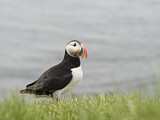 Image. Atlantic Puffin