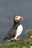 Image. Atlantic Puffin