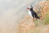 Image. Atlantic Puffin