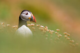 Image. Atlantic Puffin