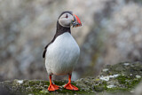 Image. Atlantic Puffin