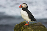 Image. Atlantic Puffin