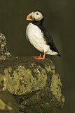 Image. Atlantic Puffin