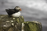 Image. Atlantic Puffin