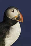 Image. Atlantic Puffin
