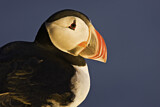Image. Atlantic Puffin