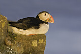 Image. Atlantic Puffin