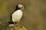 Image. Atlantic Puffin