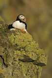Image. Atlantic Puffin