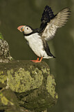 Image. Atlantic Puffin