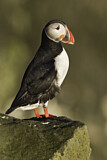 Image. Atlantic Puffin