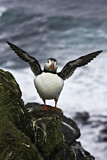 Image. Atlantic Puffin
