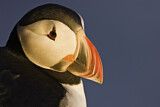 Image. Atlantic Puffin