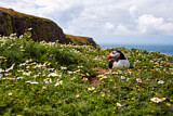 Image. Atlantic Puffin