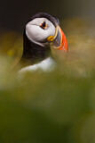 Image. Atlantic Puffin