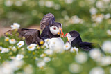 Image. Atlantic Puffin