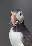 Image. Atlantic Puffin