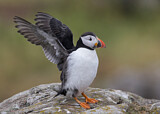 Image. Atlantic Puffin