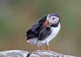 Image. Atlantic Puffin