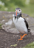 Image. Atlantic Puffin