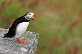 Image. Atlantic Puffin