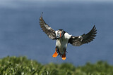 Image. Atlantic Puffin