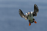 Image. Atlantic Puffin