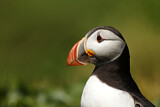 Image. Atlantic Puffin