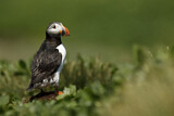 Image. Atlantic Puffin