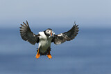 Image. Atlantic Puffin