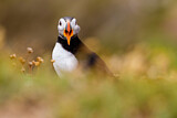 Image. Atlantic Puffin