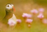 Image. Atlantic Puffin
