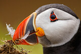 Image. Atlantic Puffin