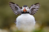 Image. Atlantic Puffin