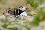 Image. Atlantic Puffin