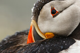 Image. Atlantic Puffin