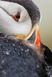 Image. Atlantic Puffin