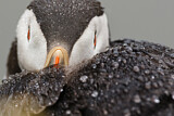 Image. Atlantic Puffin