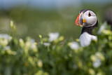 Image. Atlantic Puffin