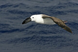 Image. Atlantic Yellow-nosed Albatross