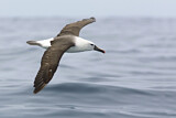 Image. Atlantic Yellow-nosed Albatross