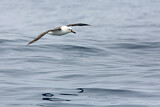 Image. Atlantic Yellow-nosed Albatross
