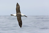 Image. Atlantic Yellow-nosed Albatross