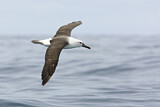 Image. Atlantik-Gelbnasenalbatros
