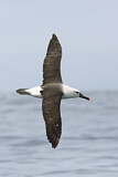 Image. Atlantik-Gelbnasenalbatros